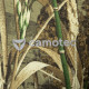 Лонгслів Chiton Air Hood Cane 5 (7573), S